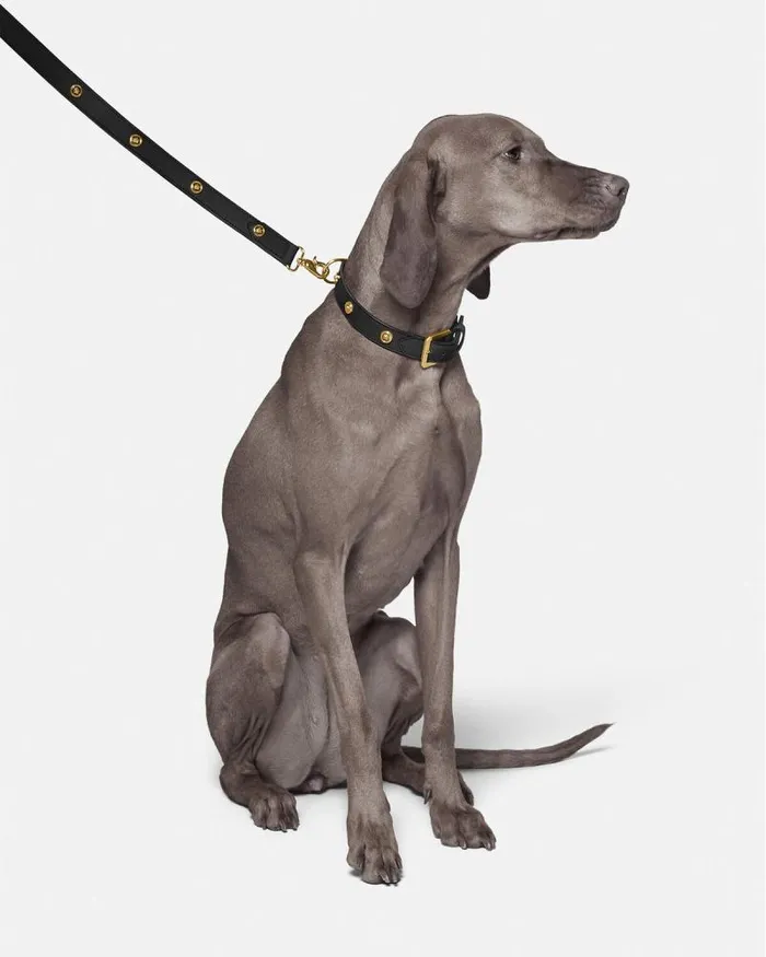 Icon Large Pet Leash Black Home and Lifestyle Versace Pet Accessories